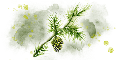 Digital Illustration