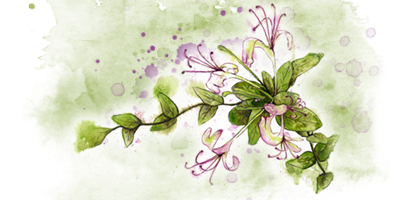 Watercolour Illustration