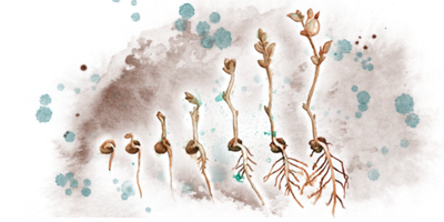 Watercolour Illustration