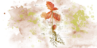 Watercolour Illustration