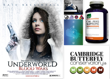 Graphic Design Portfolio featuring branding and visual identity projects